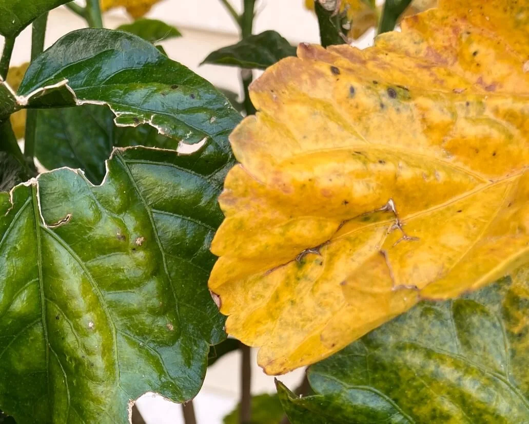 why is my Hibiscus Leaves Turning Yellow 2