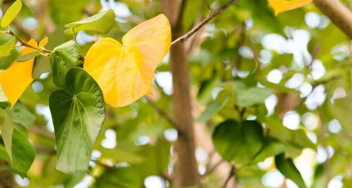 why is my Hibiscus Leaves Turning Yellow