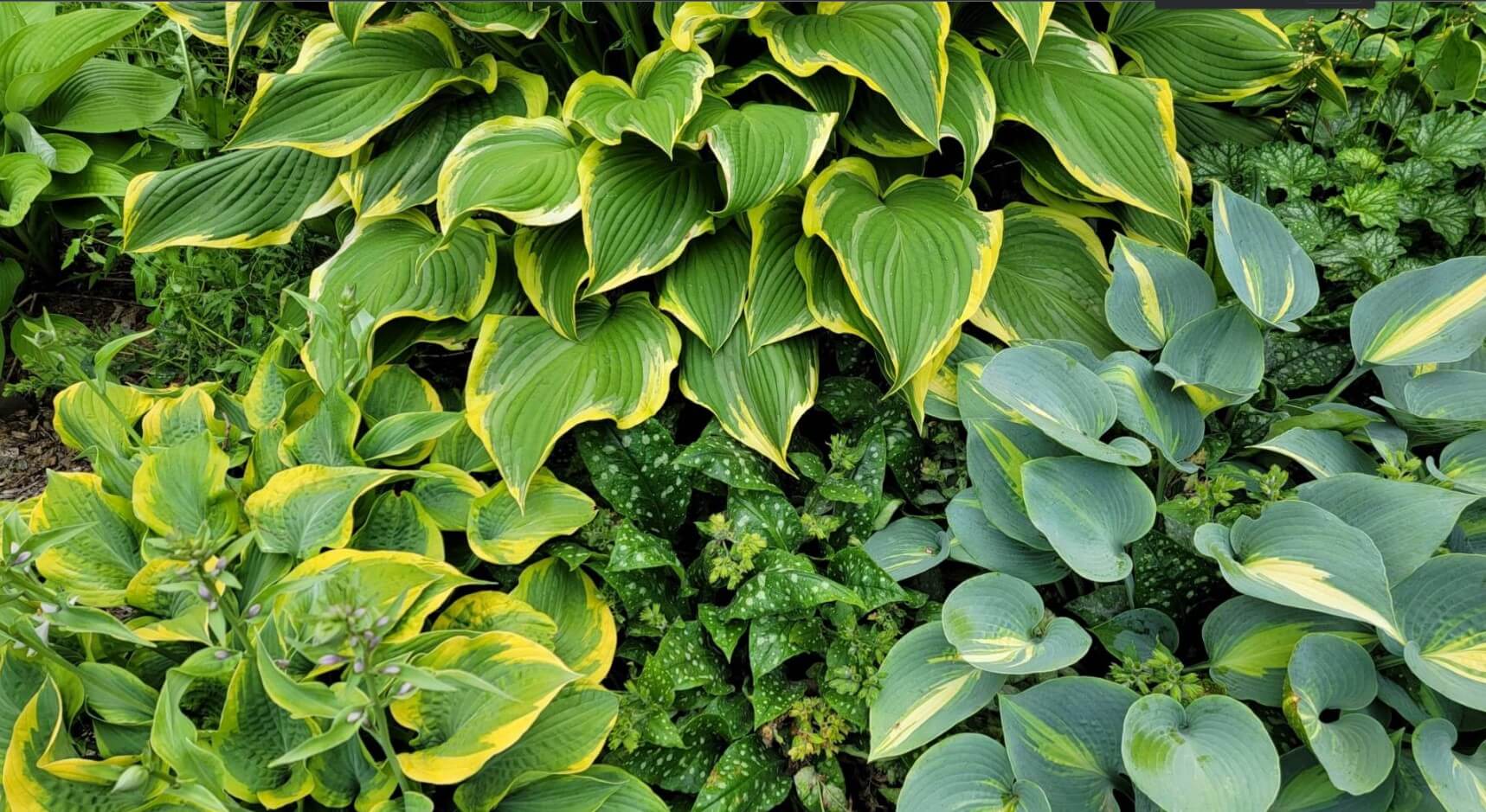 why your HOSTA leaves turning yellow
