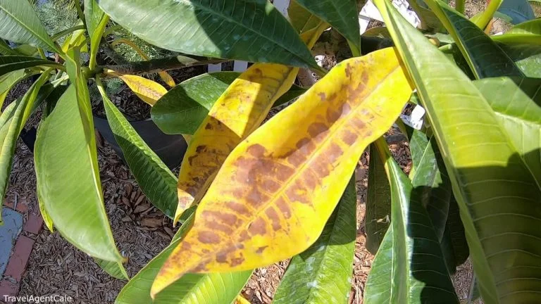 Plumeria Leaves Turning Yellow