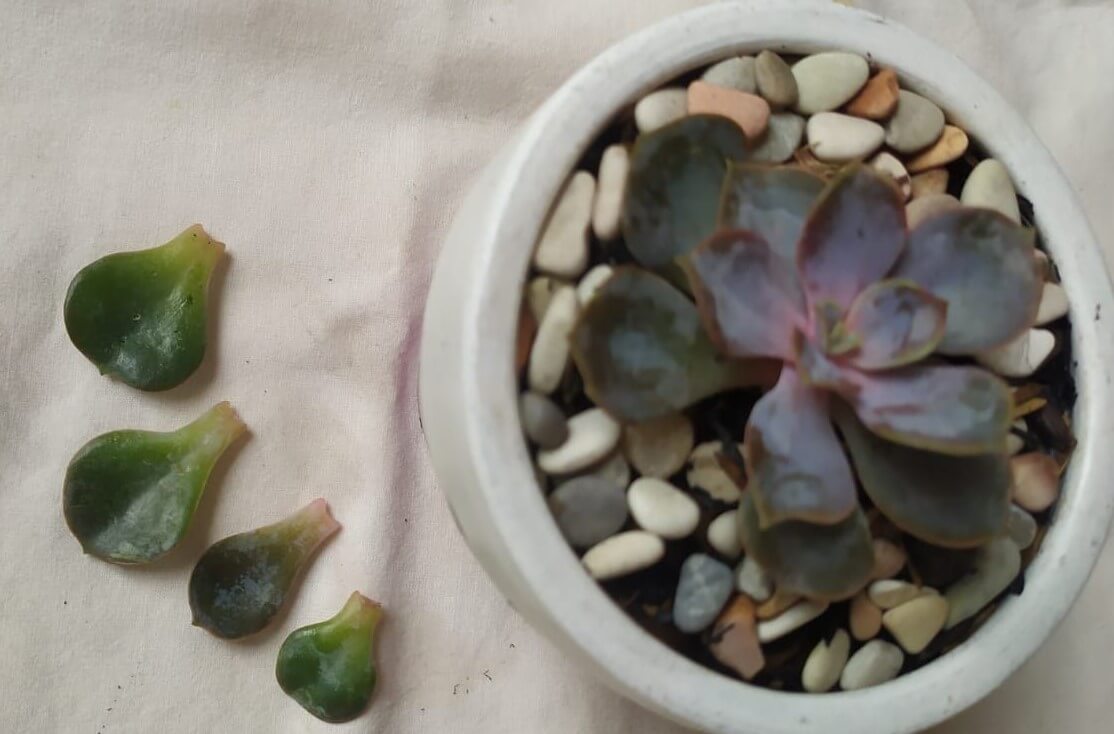 succulents dying
