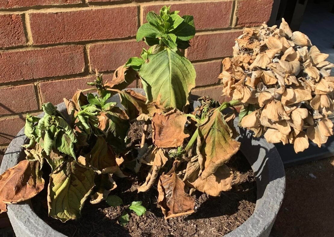 why hydrangea leaves turn brown