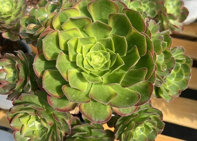 Aeonium Blushing Beauty 2