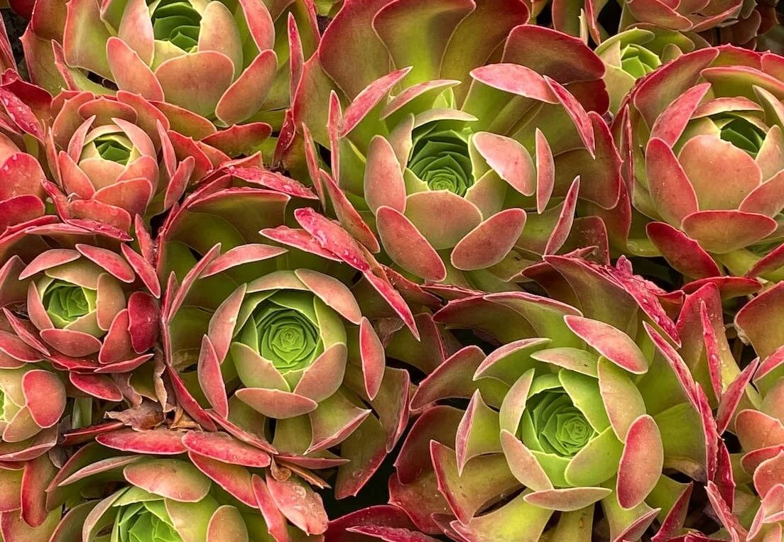 Aeonium Blushing Beauty 3