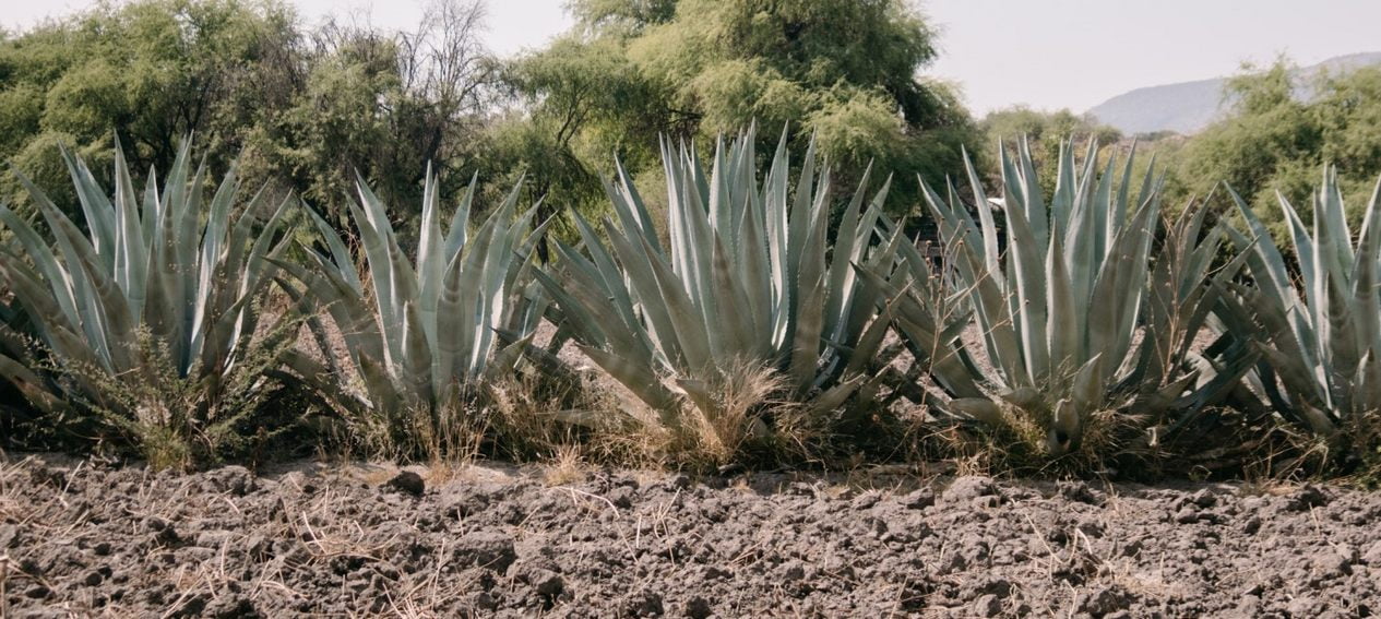 Agave Cactus in the Sonoran Arizona desert