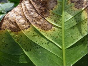 Black Spots on Fiddle Leaf Fig