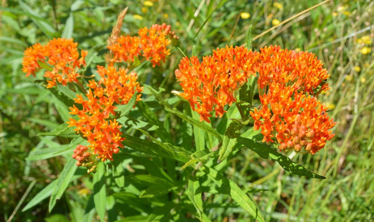 Butterfly Weed Arizona Plant with Orange Flowers