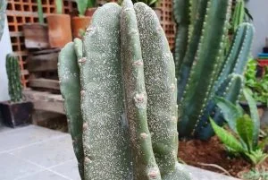 Cactus Sunburn 1