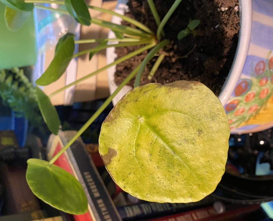 Chinese Money Plant Yellow Leaves? Let's Fix pilea turn yellow