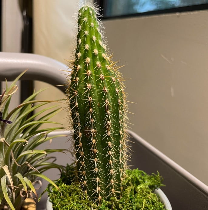 Etiolated Cactus care
