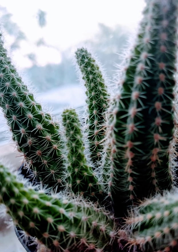Etiolated Cactus cause and care