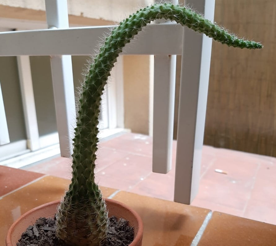 Etiolated Cactus problem