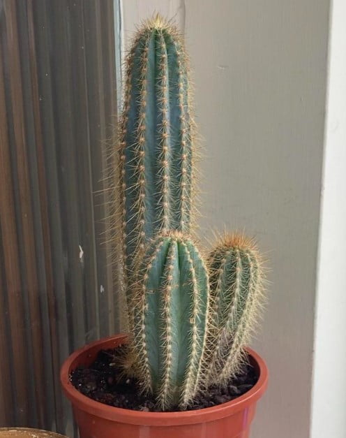 Did this cactus is Etiolated?