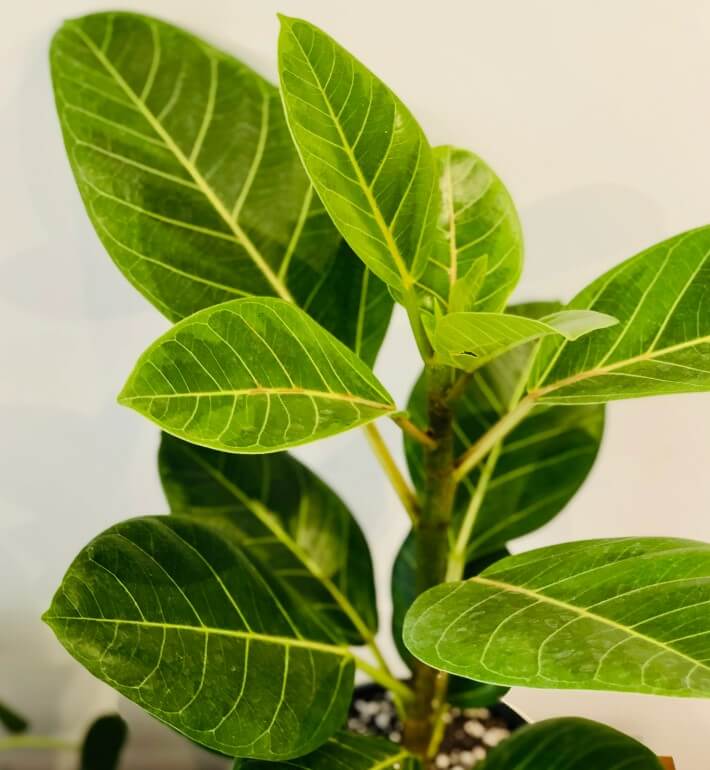 Ficus Altissima Yellow Gem Plant care