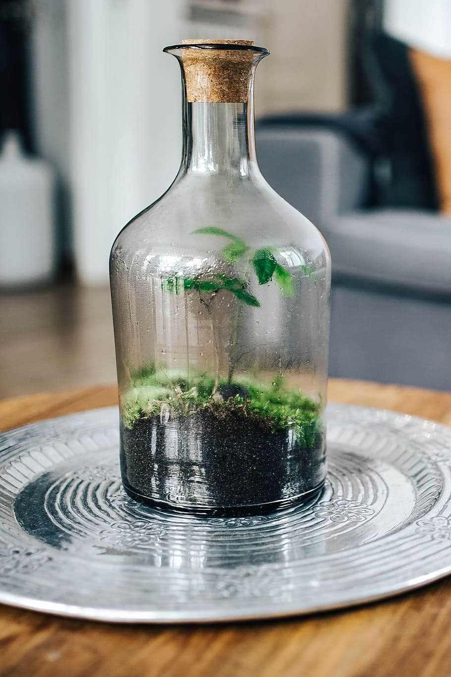 How Often to Water a Terrarium 1