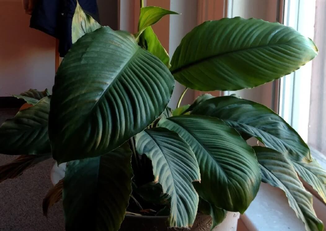 Fixing Peace Lily Black Leaves Expert Tips & Tricks