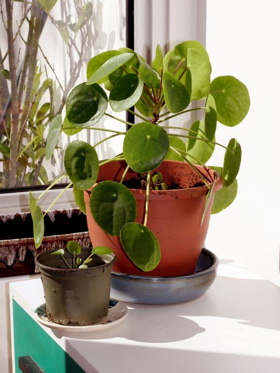 Pilea_peperomioides_Chinese_money_plant Chinese Money Plant Yellow Leaves