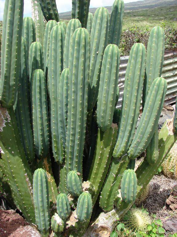 Adaptations of the Cactus San Pedro Cactus (Echinopsis Pachanoi)
