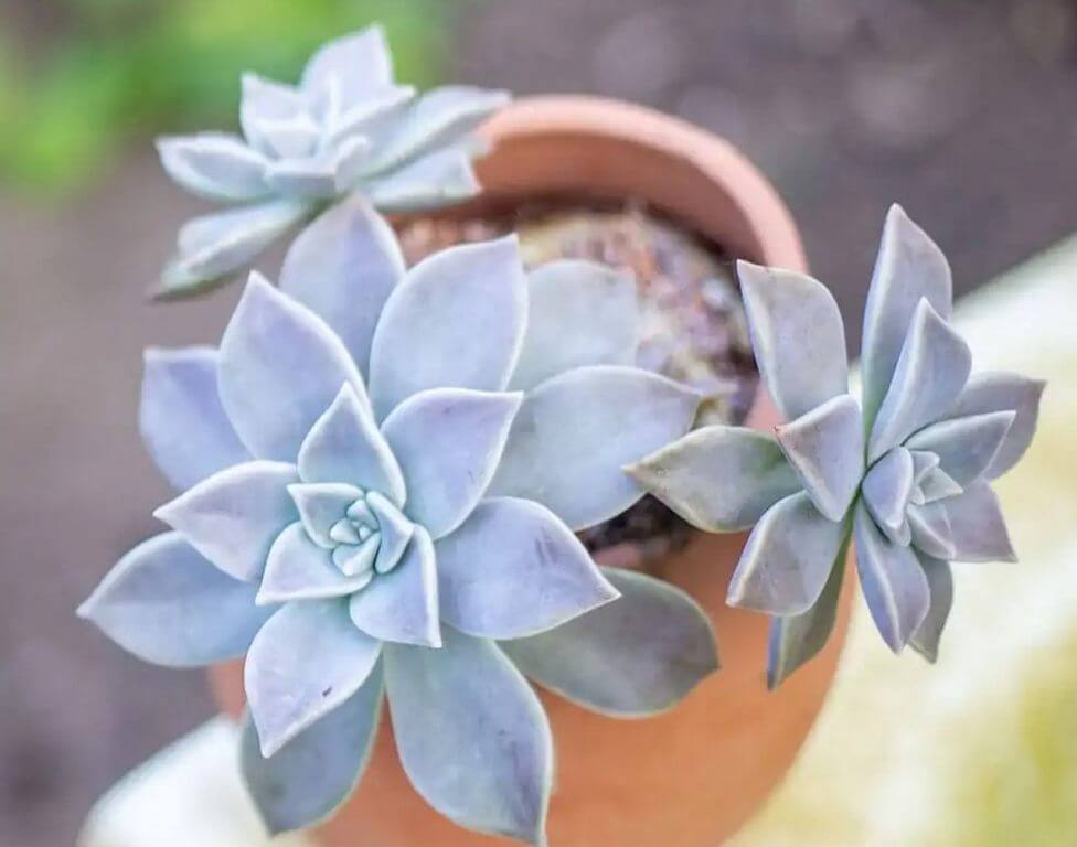 humidity and succulent care guide