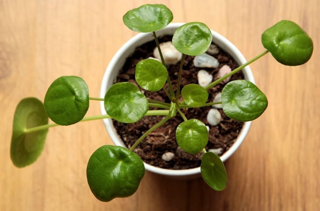 Why Is My Money Plant Leggy Causes and Remedies