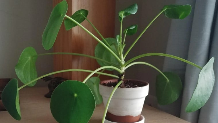 Why Is My Money Plant Leggy