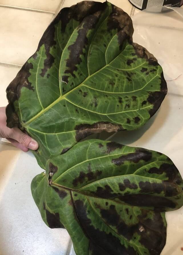 large brown and Black Spots on Fiddle Leaf Fig