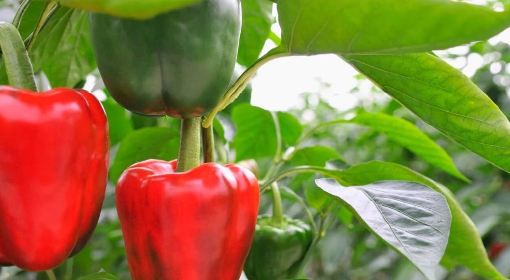 Fix Yellow Leaves on Pepper Plants