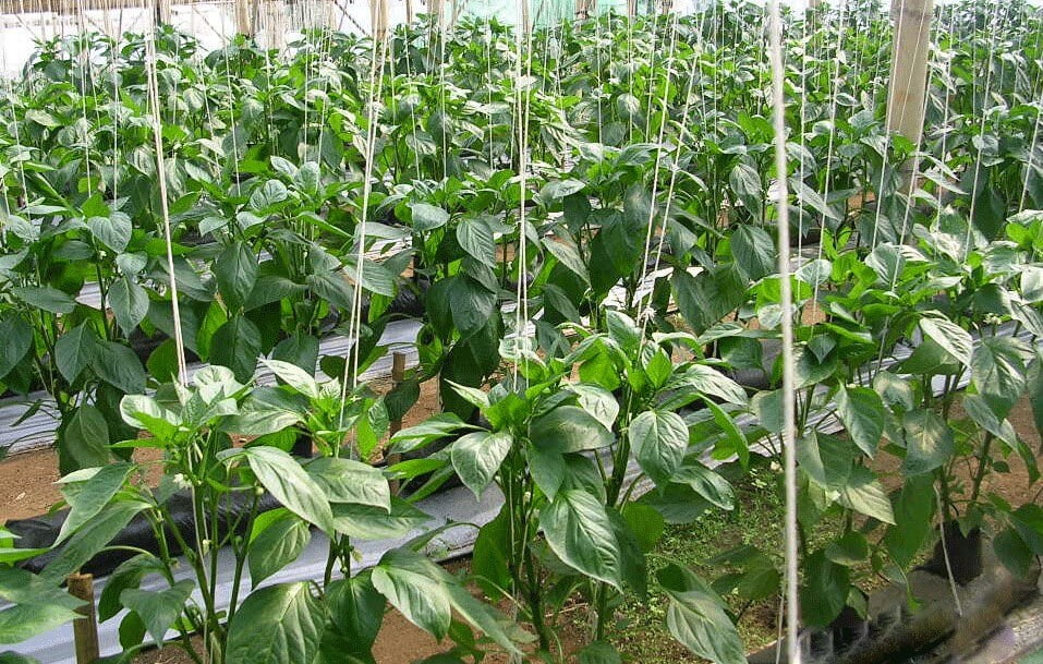 Leaves Pepper Plants