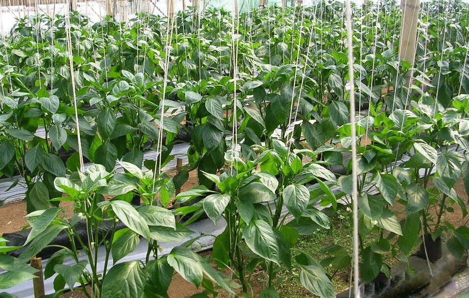 How To Fix Yellow Leaves On Pepper Plants 