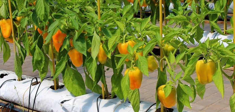 Yellow Leaves on Pepper Plants