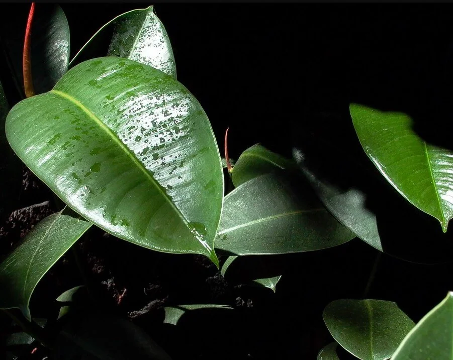 Rubber Plant Leaves Falling Off