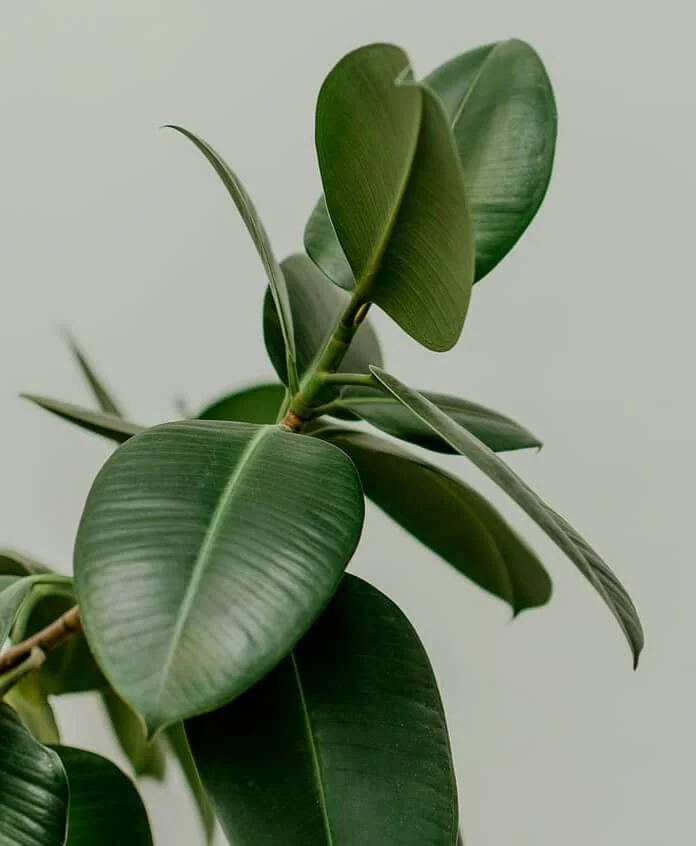 Rubber Plant Leaves Falling