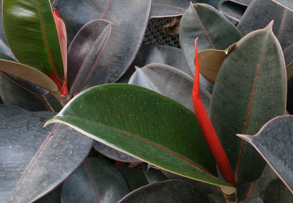 Why Rubber Plant Leaves