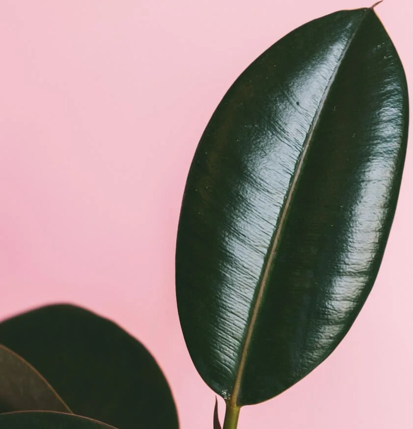 Rubber Plant Leaves Falling Off